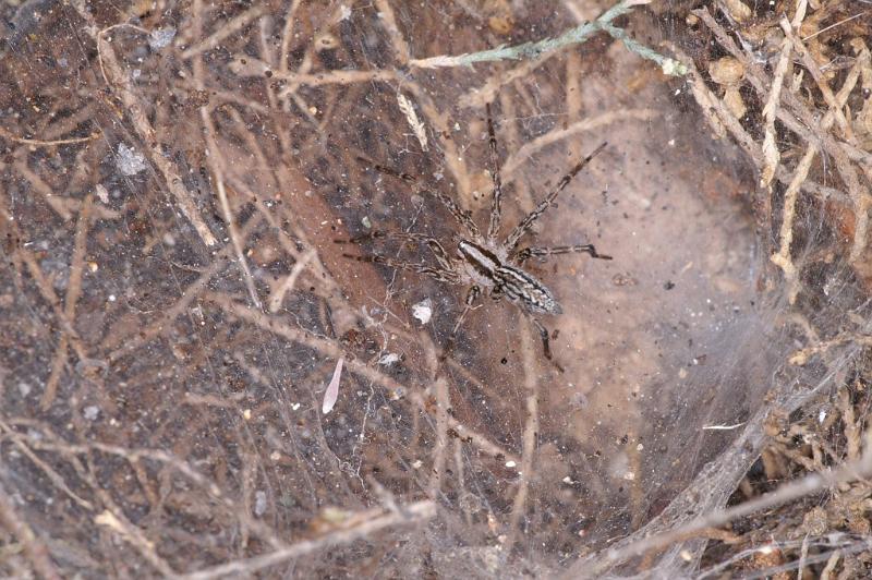 Agelena_canariensis_D3256_Z_90_Valle Gran Rey_Spanje.jpg